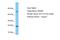 NADH:Ubiquinone Oxidoreductase Subunit B8 antibody, A30178, Boster Biological Technology, Western Blot image 