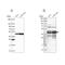 Stem-Loop Binding Protein antibody, PA5-66410, Invitrogen Antibodies, Western Blot image 