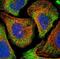 Hepatocyte Growth Factor antibody, NBP2-48724, Novus Biologicals, Immunocytochemistry image 
