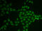 BTG Anti-Proliferation Factor 1 antibody, 22-155, ProSci, Immunofluorescence image 