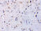 C1q And TNF Related 7 antibody, 3581, ProSci, Immunohistochemistry paraffin image 