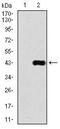 Delta Like Canonical Notch Ligand 4 antibody, MA5-17068, Invitrogen Antibodies, Western Blot image 