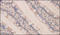 Annexin A1 antibody, 252066, Abbiotec, Immunohistochemistry paraffin image 