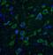 Huntingtin antibody, FNab09844, FineTest, Immunofluorescence image 