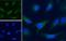 GAPDH antibody, LS-B9169, Lifespan Biosciences, Immunofluorescence image 