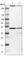 Kelch Domain Containing 8B antibody, HPA014467, Atlas Antibodies, Western Blot image 