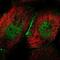 Cingulin antibody, PA5-55662, Invitrogen Antibodies, Immunofluorescence image 
