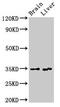 Ribokinase antibody, CSB-PA019397LA01HU, Cusabio, Western Blot image 