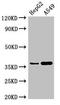 GGH antibody, LS-C678064, Lifespan Biosciences, Western Blot image 