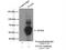 TUB Like Protein 3 antibody, 13637-1-AP, Proteintech Group, Immunoprecipitation image 