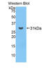 Ficolin 3 antibody, LS-C293942, Lifespan Biosciences, Western Blot image 