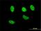 Nuclear Factor, Erythroid 2 Like 2 antibody, H00004780-M02, Novus Biologicals, Immunocytochemistry image 