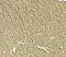 Teneurin-1 antibody, A09038, Boster Biological Technology, Immunohistochemistry frozen image 