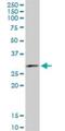 Family With Sequence Similarity 3 Member B antibody, H00054097-M07, Novus Biologicals, Western Blot image 