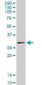 Family With Sequence Similarity 3 Member B antibody, H00054097-M07, Novus Biologicals, Western Blot image 