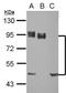 CD44 antigen isoform 4 antibody, orb74102, Biorbyt, Western Blot image 