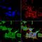 Spectrin Beta, Non-Erythrocytic 5 antibody, MA5-27608, Invitrogen Antibodies, Immunofluorescence image 