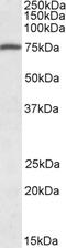 Two Pore Segment Channel 2 antibody, 42-190, ProSci, Immunohistochemistry paraffin image 