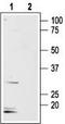 Aquaporin 8 antibody, TA329020, Origene, Western Blot image 