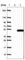 Secernin 2 antibody, HPA022934, Atlas Antibodies, Western Blot image 