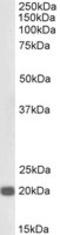 Chromobox 3 antibody, orb382927, Biorbyt, Western Blot image 