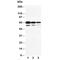 CD34 antibody, R30399, NSJ Bioreagents, Western Blot image 