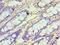 CXXC Finger Protein 1 antibody, LS-C379524, Lifespan Biosciences, Immunohistochemistry paraffin image 