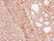 THUMP Domain Containing 3 antibody, NBP1-32500, Novus Biologicals, Immunohistochemistry paraffin image 