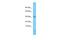 TLC Domain Containing 5 antibody, PA5-71268, Invitrogen Antibodies, Western Blot image 