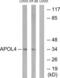 Apolipoprotein L4 antibody, LS-C119736, Lifespan Biosciences, Western Blot image 