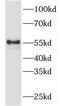 TBC1 Domain Family Member 19 antibody, FNab08511, FineTest, Western Blot image 