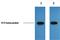 KT3 epitope tag antibody, orb66655, Biorbyt, Western Blot image 