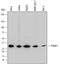 Proteasome Subunit Alpha 1 antibody, AF7565, R&D Systems, Western Blot image 