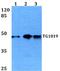 Oxoeicosanoid Receptor 1 antibody, A10420, Boster Biological Technology, Western Blot image 