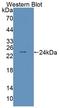 Serpin B4 antibody, LS-C374248, Lifespan Biosciences, Western Blot image 