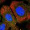 Pleckstrin Homology And FYVE Domain Containing 2 antibody, NBP1-82265, Novus Biologicals, Immunofluorescence image 