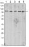 Cadherin 2 antibody, STJ98267, St John