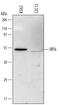 Interferon Regulatory Factor 6 antibody, MAB6114, R&D Systems, Western Blot image 