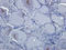 Prominin 1 antibody, orb372328, Biorbyt, Immunohistochemistry paraffin image 