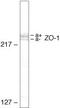 Tight Junction Protein 1 antibody, 33-9100, Invitrogen Antibodies, Western Blot image 