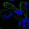 Zinc Finger Protein 302 antibody, PA5-66260, Invitrogen Antibodies, Immunofluorescence image 