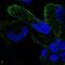 Zinc Finger Protein 302 antibody, PA5-66260, Invitrogen Antibodies, Immunofluorescence image 