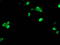 TAL BHLH Transcription Factor 1, Erythroid Differentiation Factor antibody, LS-C173504, Lifespan Biosciences, Immunofluorescence image 