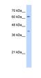 Switching B Cell Complex Subunit SWAP70 antibody, orb330477, Biorbyt, Western Blot image 