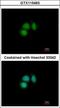 CUGBP Elav-Like Family Member 2 antibody, GTX115463, GeneTex, Immunofluorescence image 