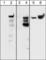 Integrin Subunit Beta 4 antibody, IP1281, ECM Biosciences, Western Blot image 