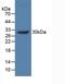 Mucin 17, Cell Surface Associated antibody, LS-C295436, Lifespan Biosciences, Western Blot image 