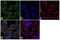 NME/NM23 Nucleoside Diphosphate Kinase 1 antibody, 702425, Invitrogen Antibodies, Immunofluorescence image 