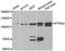 Protein Tyrosine Phosphatase Non-Receptor Type 3 antibody, LS-C334687, Lifespan Biosciences, Western Blot image 