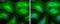 Actin Alpha 2, Smooth Muscle antibody, GTX629702, GeneTex, Immunofluorescence image 